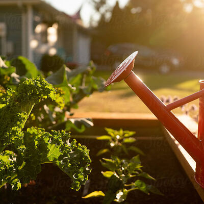 Garten mit Gie�kanne